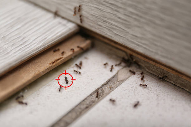 Pest Control for Restaurants in Springfield, IL