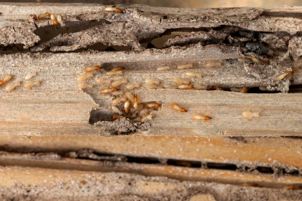 Best Bed Bug Extermination  in Springfield, IL