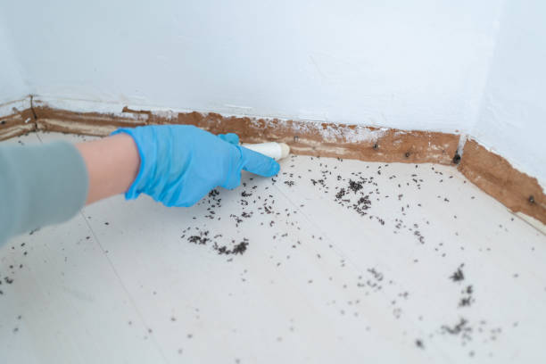 Best Insect Control  in Springfield, IL