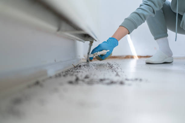Insect Control in Springfield, IL